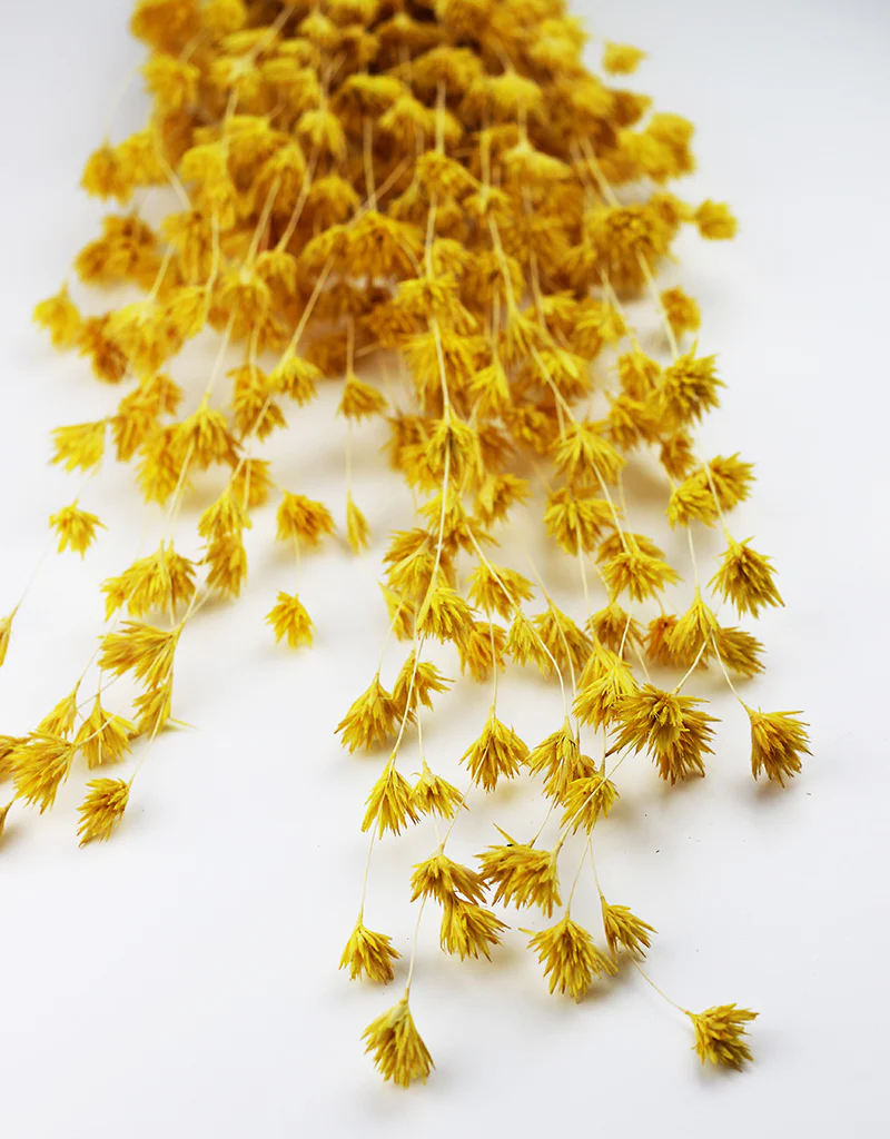 Dried Weeping Bamboo - Yellow Bunch, 45 cm - Image 2