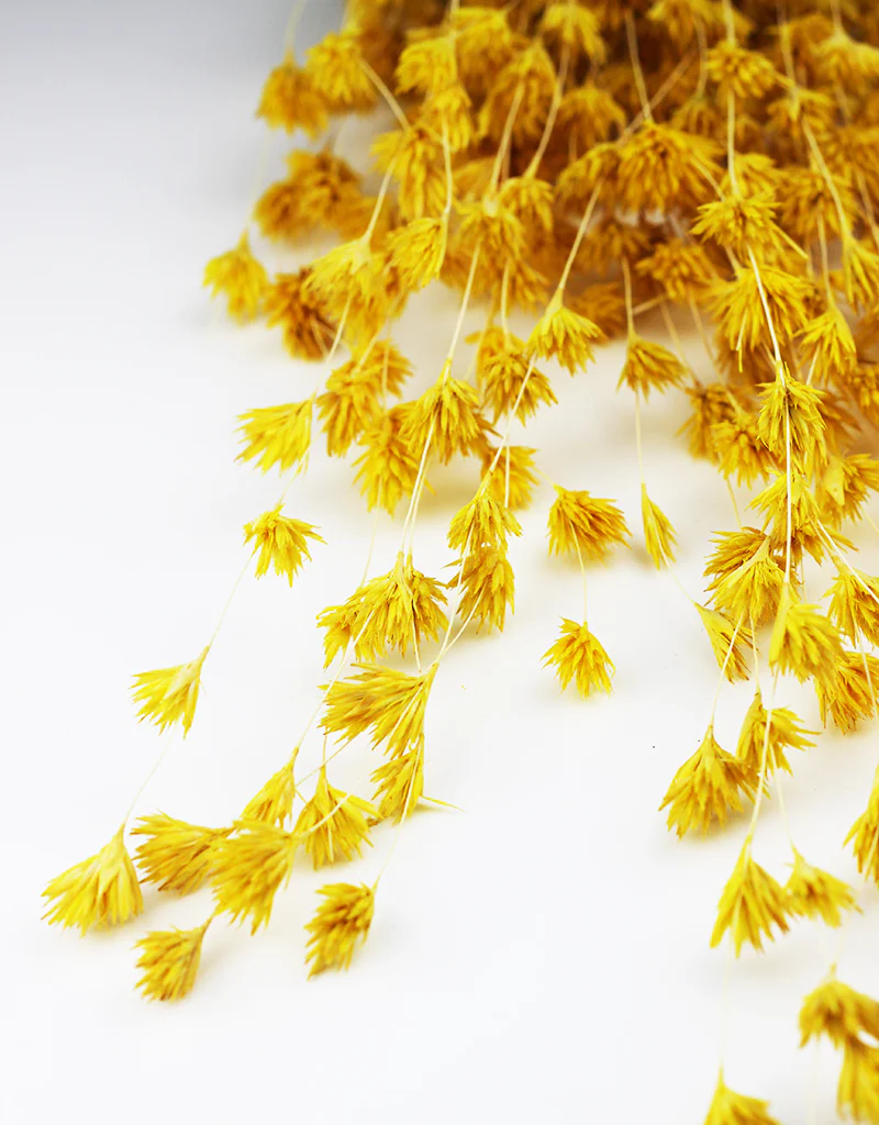 Dried Weeping Bamboo - Yellow Bunch, 45 cm - Image 3