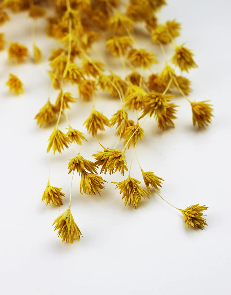Dried Weeping Bamboo - Yellow Bunch, 45 cm - Image 4