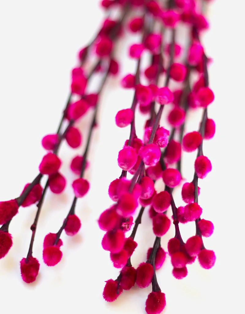Dried Pussy Willow - Cerise Pink, 10 stems, 60cm (Salix) - Image 3
