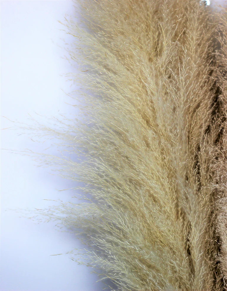 Fluffy Dried Pampas Grass - Bleached, 120 cm Stem (Cortaderia) - Image 3