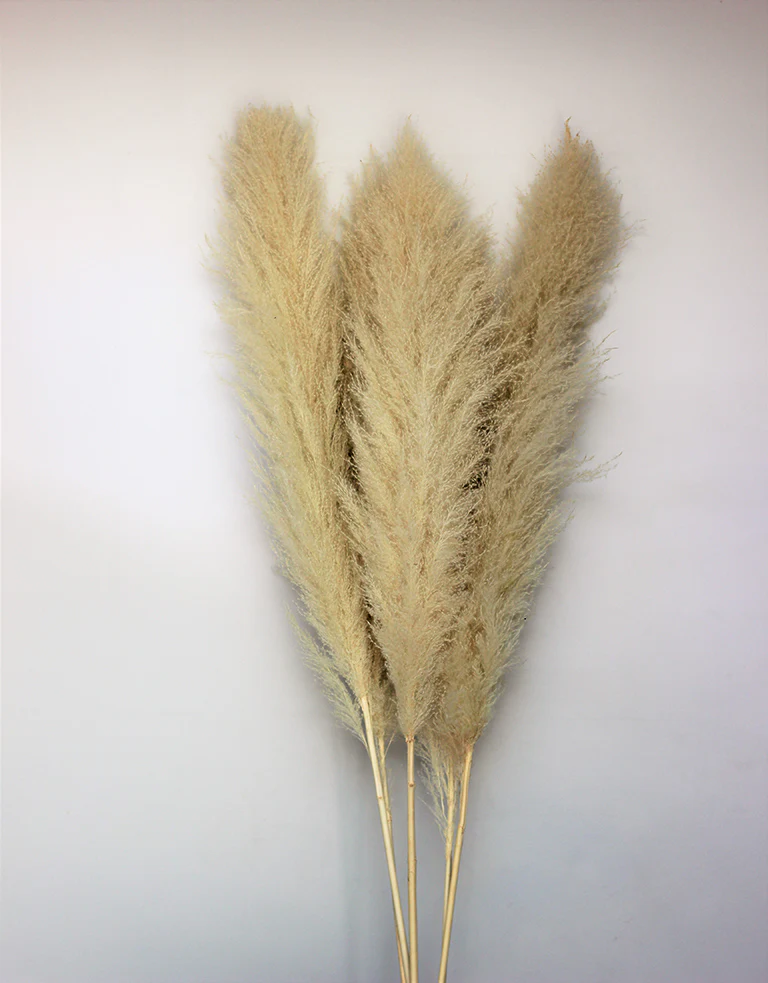 Fluffy Dried Pampas Grass - Bleached, 120 cm Stem (Cortaderia) - Image 4