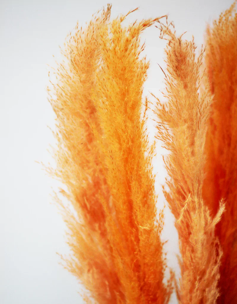 Fluffy Dried Pampas Grass, 5 stems, 110cm , Orange/Salmon (Cortaderia) - Image 3