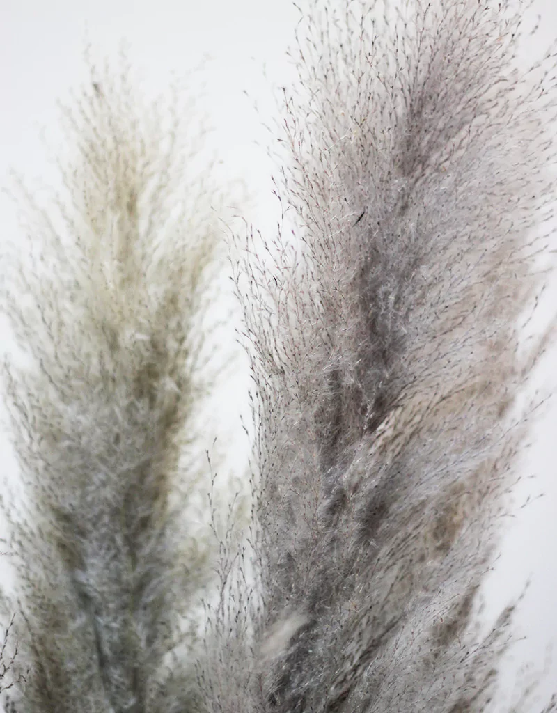 Fluffy Dried Pampas Grass, 5 stems, 110cm , Taupe (Cortaderia) - Image 3