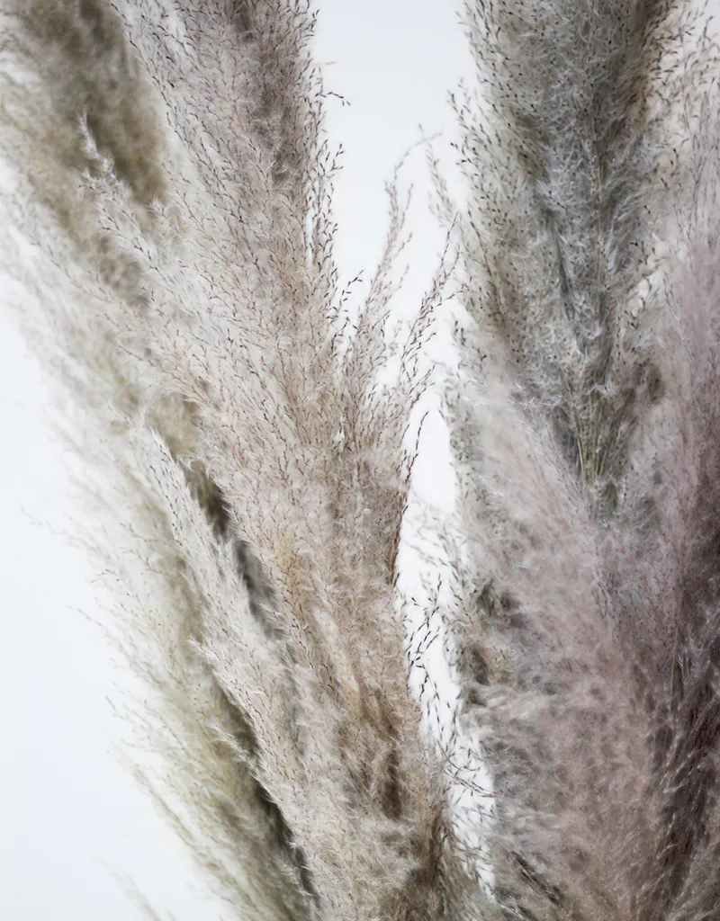 Fluffy Dried Pampas Grass, 5 stems, 110cm , Taupe (Cortaderia) - Image 4