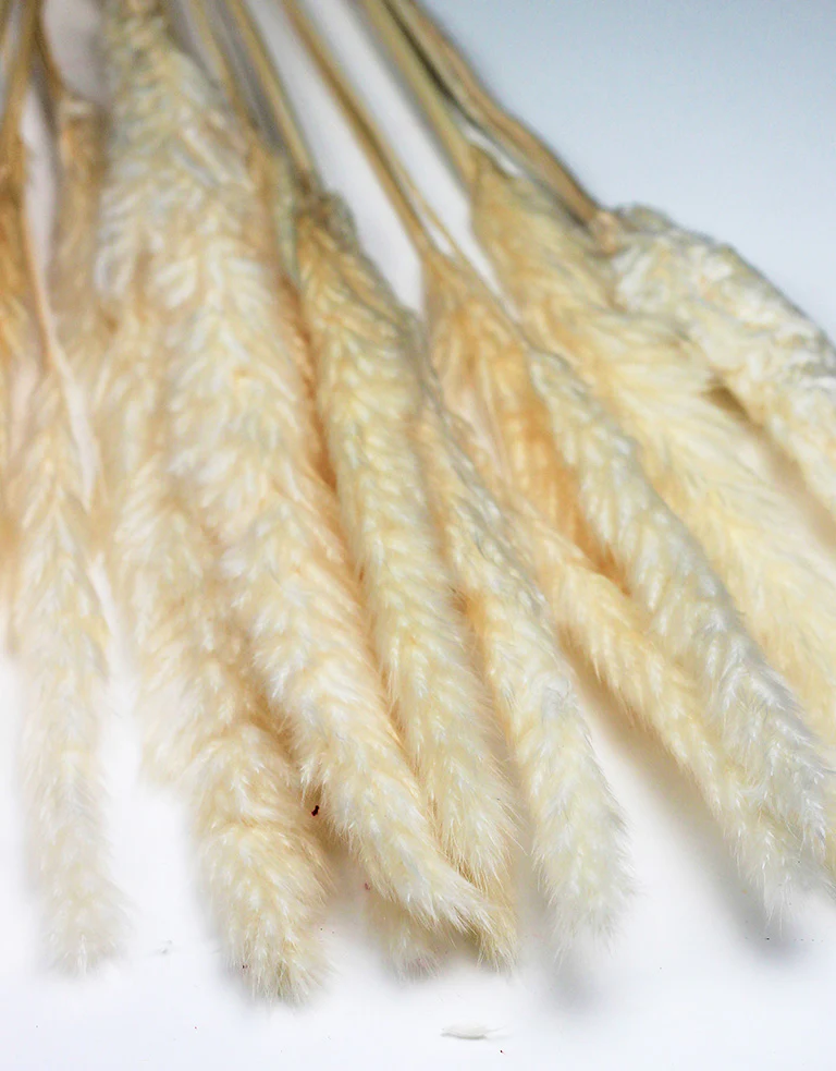 Fluffy Dried Pampas Grass - Bleached, 10 Stems, 70 cm (Cortaderia) - Image 3