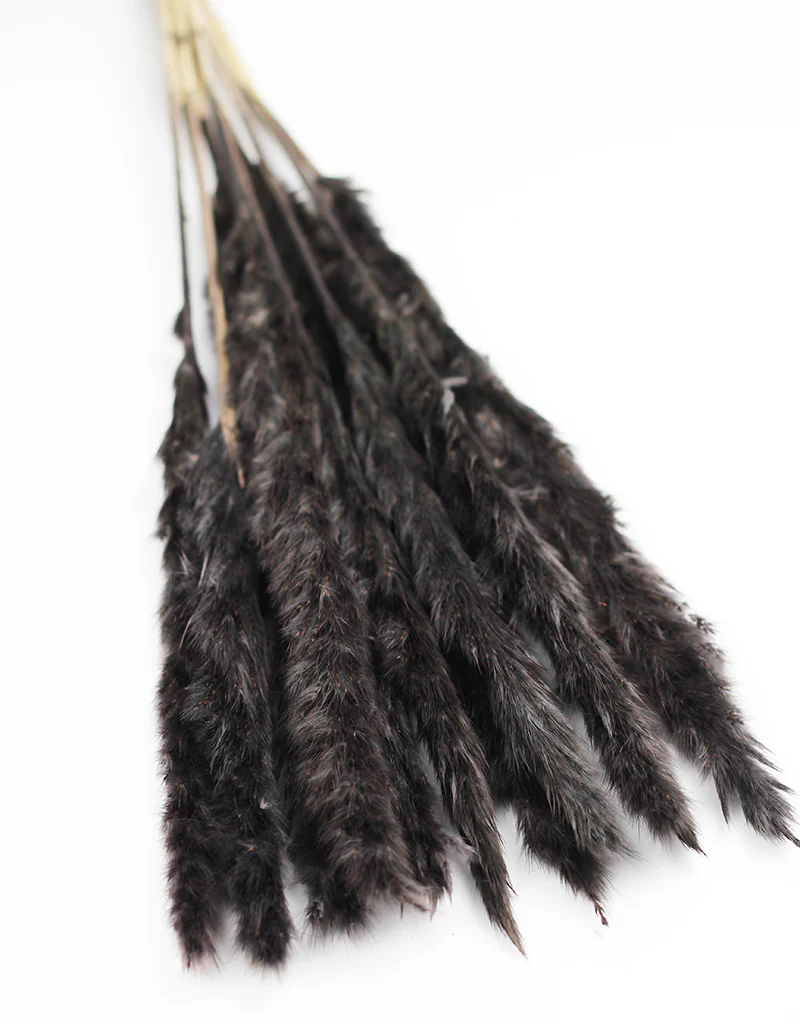 Fluffy Dried Pampas Grass - Charcoal Grey, 10 Stems, 75 cm (Cortaderia) - Image 2