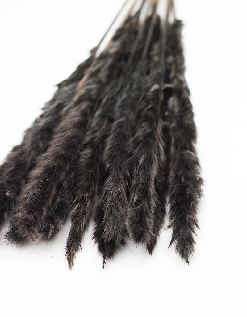 Fluffy Dried Pampas Grass - Charcoal Grey, 10 Stems, 75 cm (Cortaderia) - Image 3