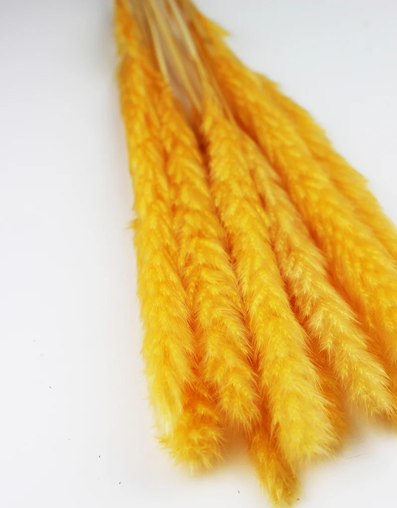 Fluffy Dried Pampas Grass - Custard Yellow, 10 Stems, 75 cm (Cortaderia) - Image 2