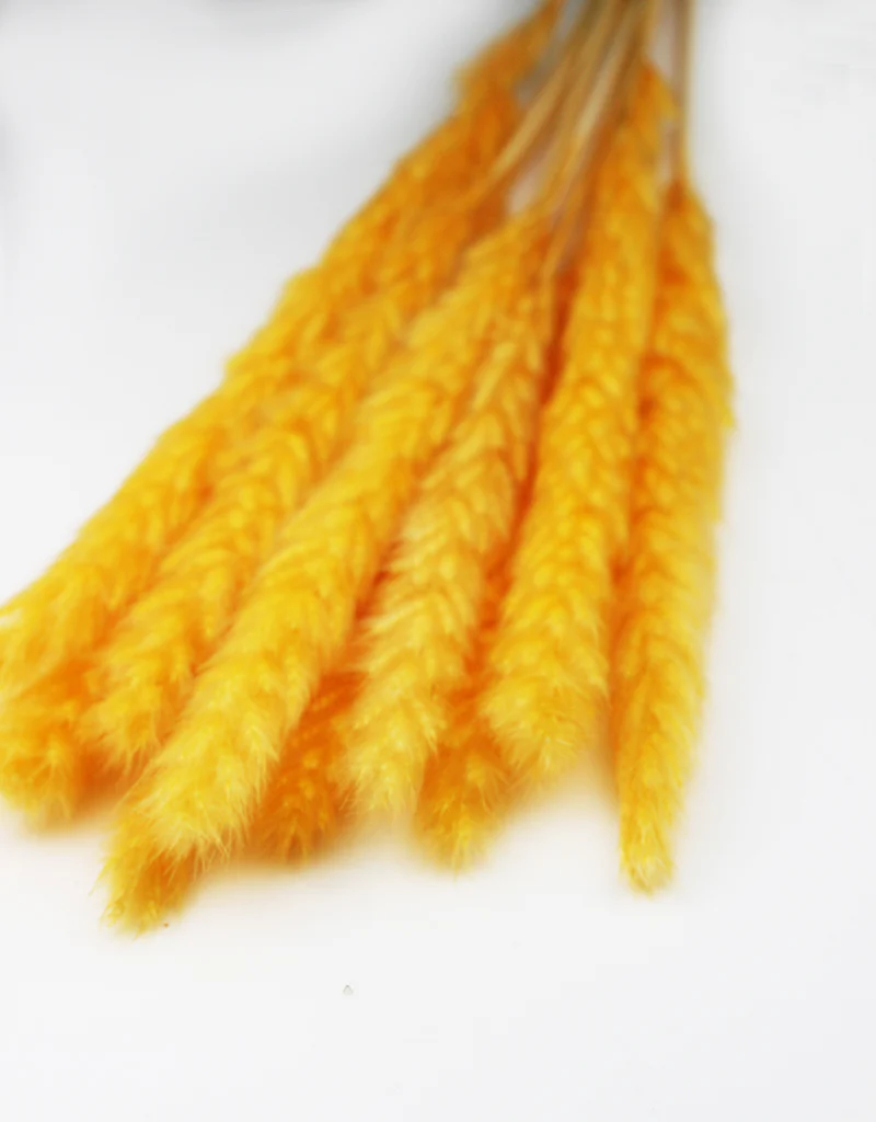 Fluffy Dried Pampas Grass - Custard Yellow, 10 Stems, 75 cm (Cortaderia) - Image 3