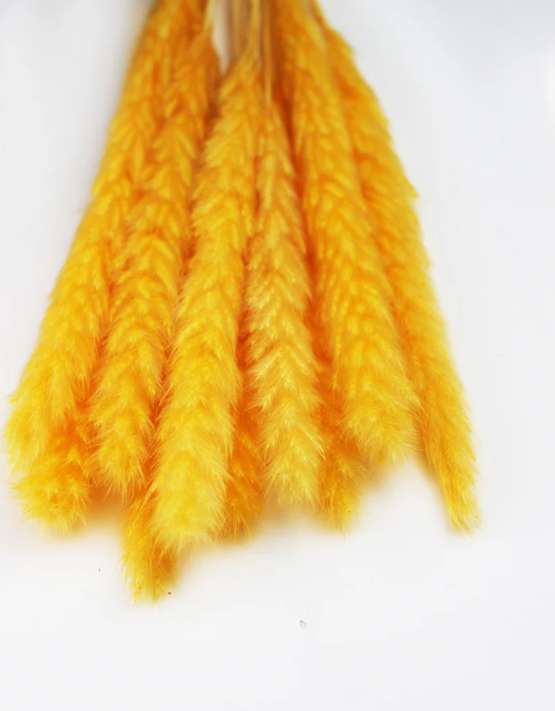 Fluffy Dried Pampas Grass - Custard Yellow, 10 Stems, 75 cm (Cortaderia) - Image 4