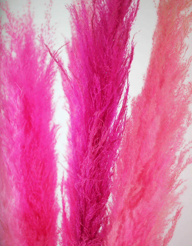 Fluffy Vibrant Dried Pampas Grass - 5 Stems, 110 cm length, Cerise Pink Mix (Cortaderia) - Image 4
