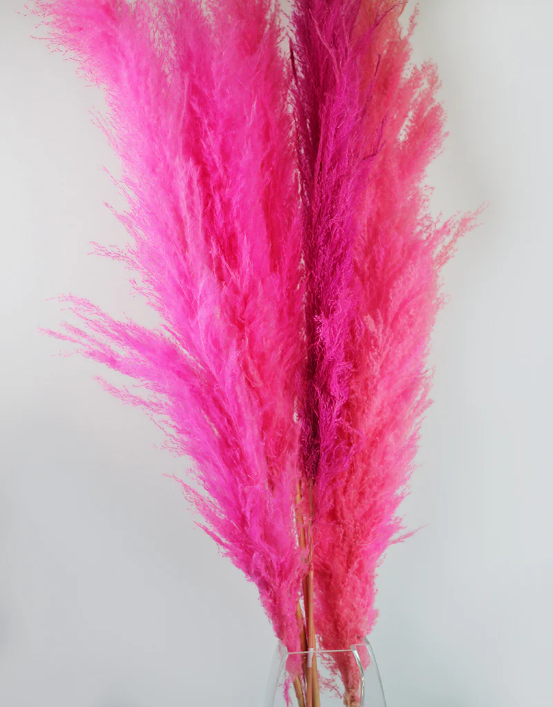 Fluffy Vibrant Dried Pampas Grass - 5 Stems, 110 cm length, Cerise Pink Mix (Cortaderia) - Image 5