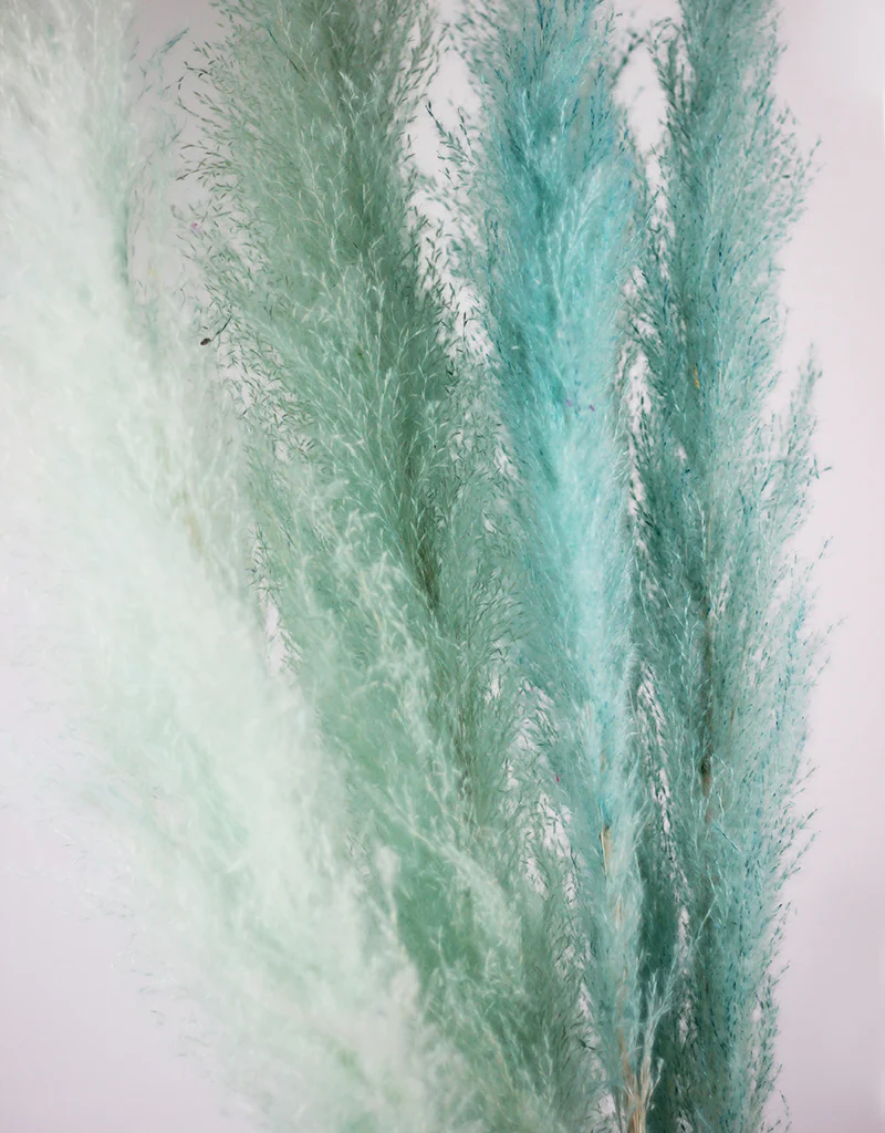 Fluffy Vibrant Dried Pampas Grass - 5 Stems, 110 cm length, Pastel Aqua Mix (Cortaderia) - Image 2