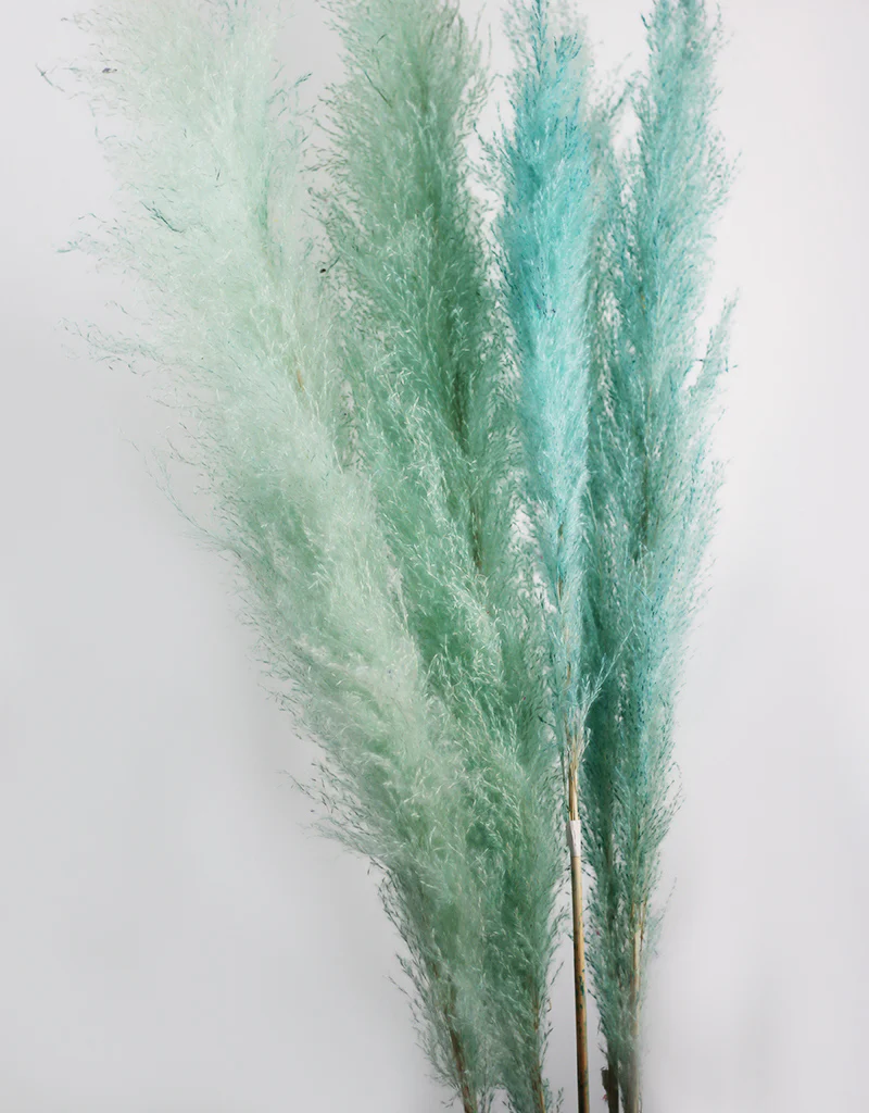 Fluffy Vibrant Dried Pampas Grass - 5 Stems, 110 cm length, Pastel Aqua Mix (Cortaderia) - Image 3