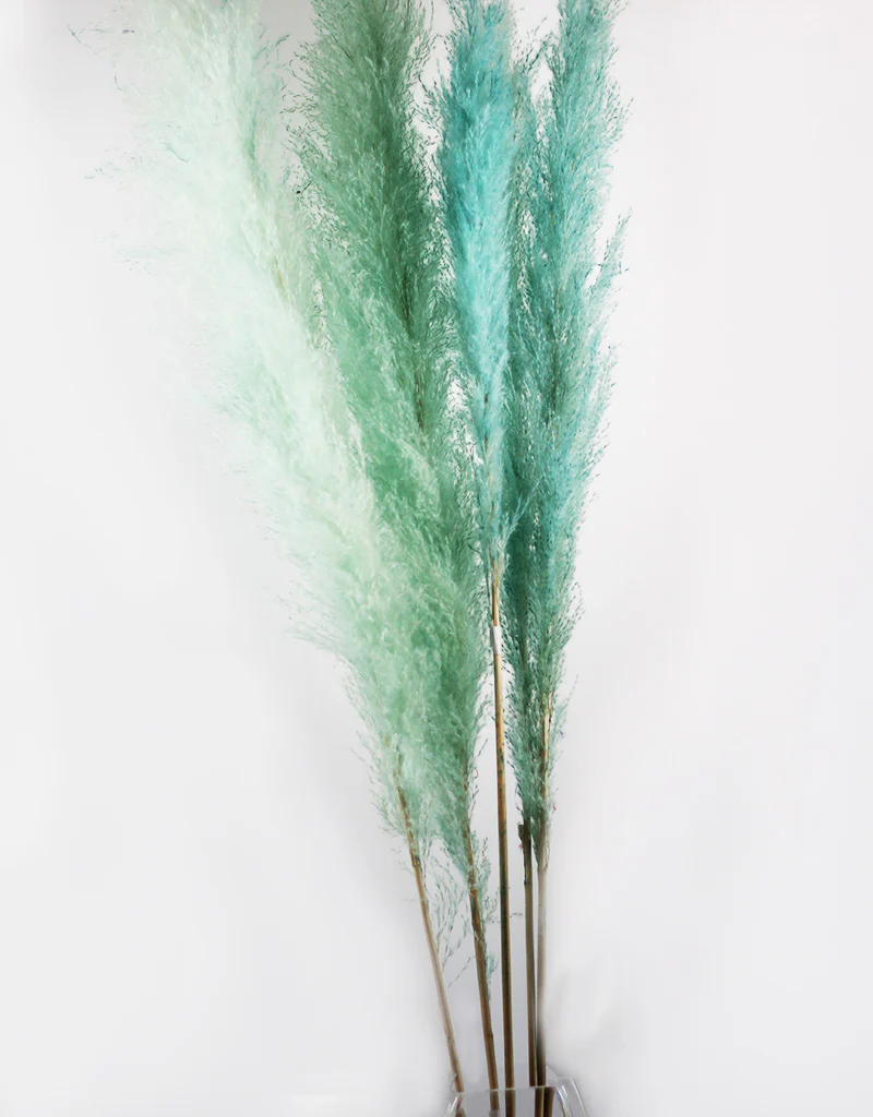 Fluffy Vibrant Dried Pampas Grass - 5 Stems, 110 cm length, Pastel Aqua Mix (Cortaderia) - Image 4
