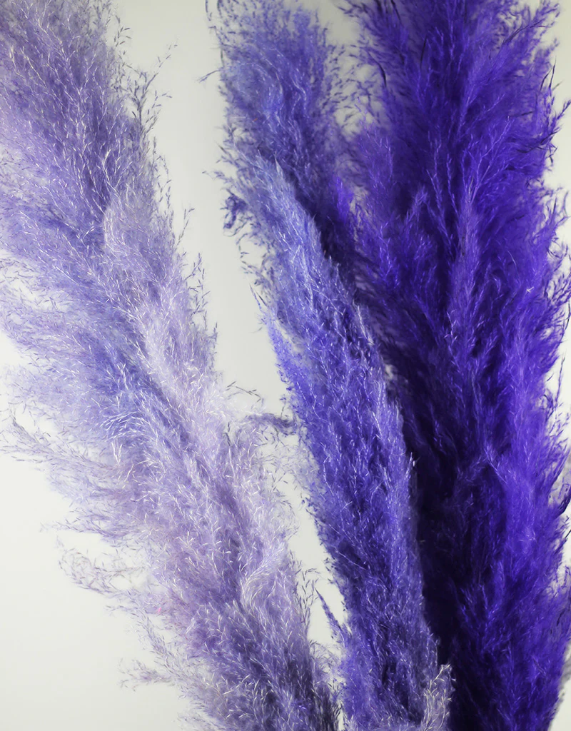 Fluffy Vibrant Dried Pampas Grass - 5 Stems, 110 cm length,  Purple Mix (Cortaderia) - Image 3