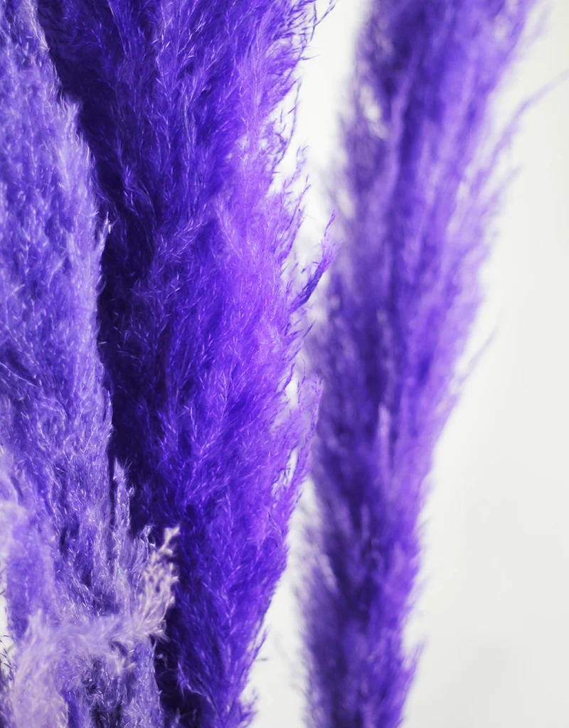 Fluffy Vibrant Dried Pampas Grass - 5 Stems, 110 cm length,  Purple Mix (Cortaderia) - Image 4