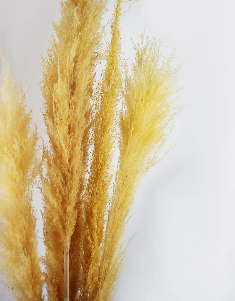Fluffy Vibrant Dried Pampas Grass - 5 Stems, 110 cm length, Pastel Yellow Mix (Cortaderia) - Image 2