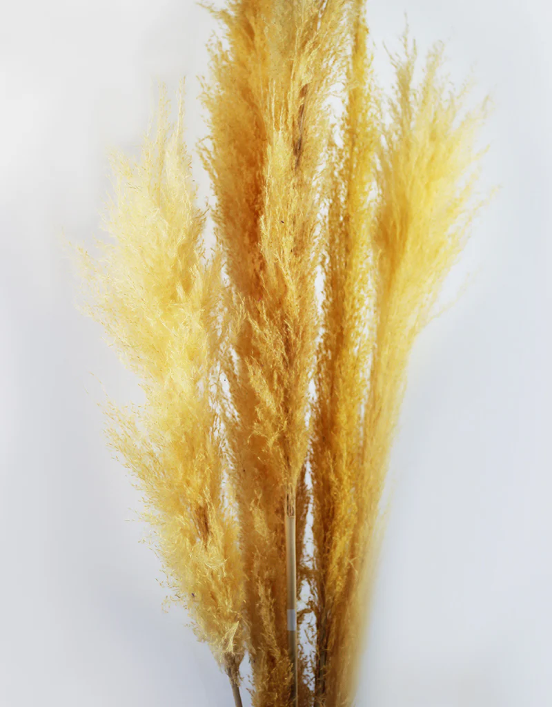 Fluffy Vibrant Dried Pampas Grass - 5 Stems, 110 cm length, Pastel Yellow Mix (Cortaderia) - Image 3