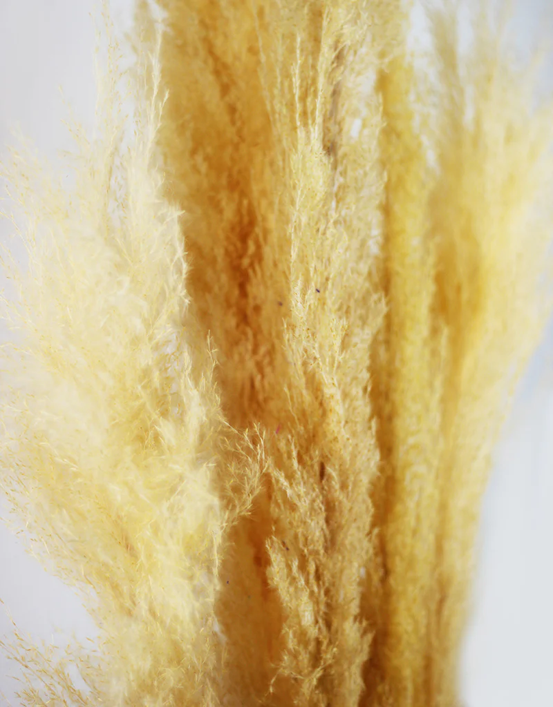 Fluffy Vibrant Dried Pampas Grass - 5 Stems, 110 cm length, Pastel Yellow Mix (Cortaderia) - Image 4