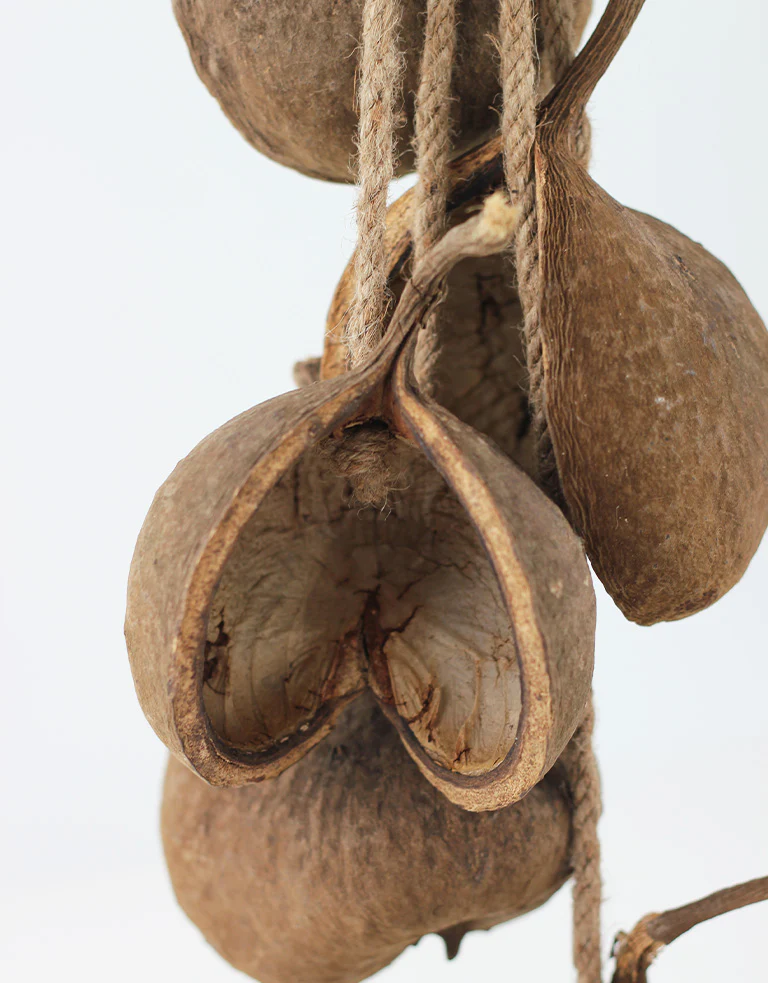 Hanging Cluster Buddha Nut - Natural, 70  cm height - Image 2