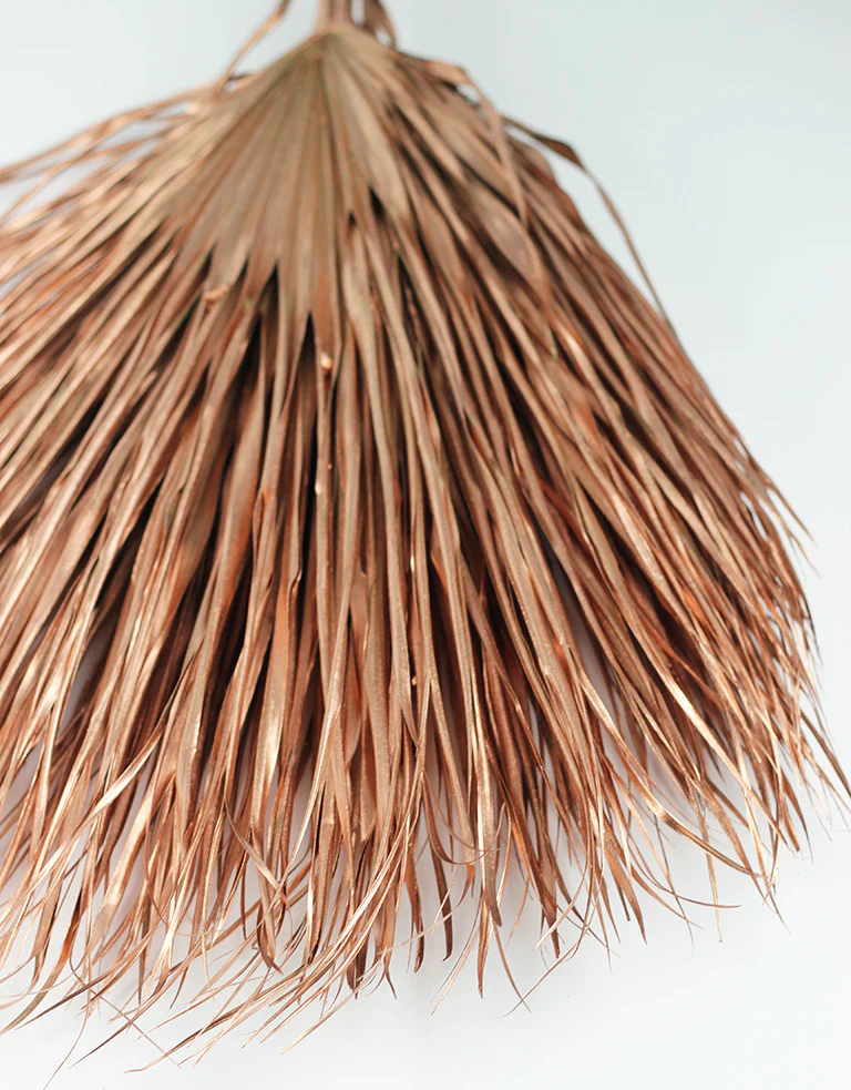 Large Dried Chamaerops Palm - Copper, 8 Stems, 75 cm - Image 3