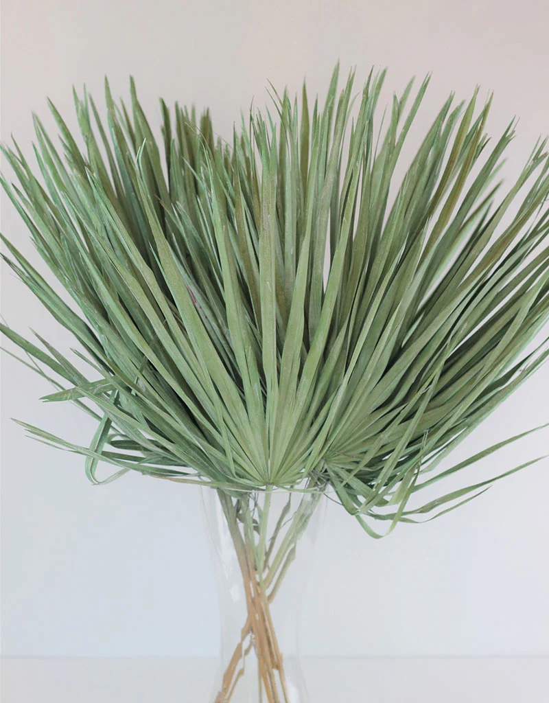 Large Dried Chamaerops Palm - Mint Green, 8 Stems, 70 cm