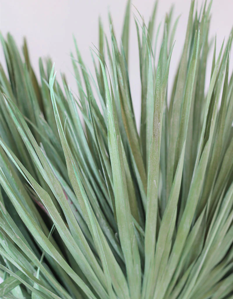 Large Dried Chamaerops Palm - Mint Green, 8 Stems, 70 cm - Image 3