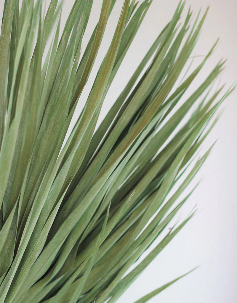 Large Dried Chamaerops Palm - Mint Green, 8 Stems, 70 cm - Image 4