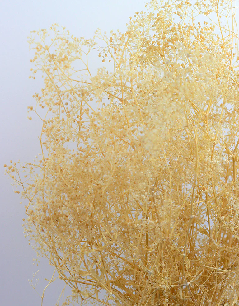 Mini Preserved Gypsophila - Bleached, 40 cm - Image 2