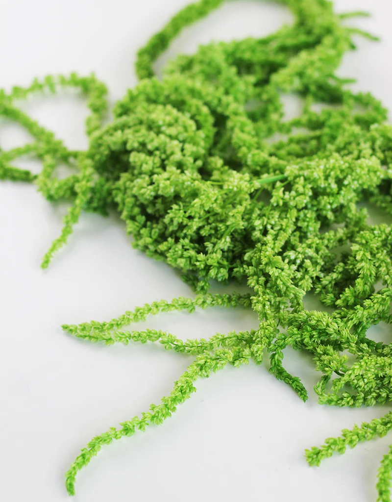 Preserved Amaranthus - Apple Green Bunch,150 grams, 70 cm - Image 3