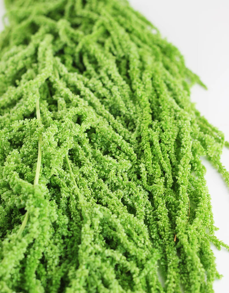 Preserved Amaranthus - Apple Green Bunch,150 grams, 70 cm - Image 4