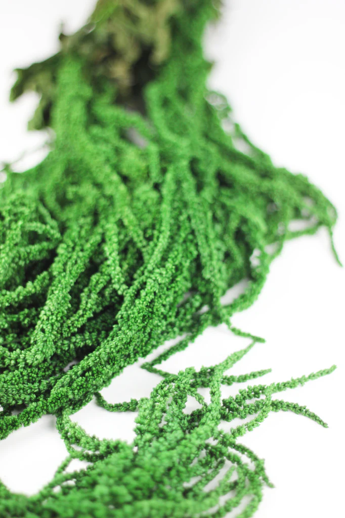 Preserved Amaranthus Caudatus - Forest Green Trailing Bunch, 70 cm, 150 grams - Image 2