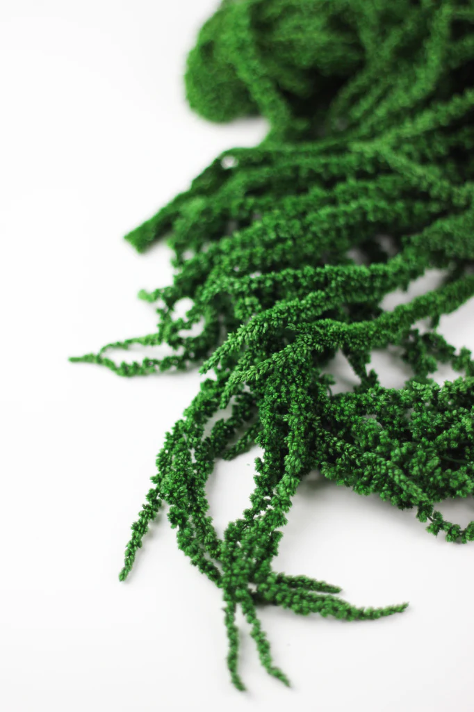 Preserved Amaranthus Caudatus - Forest Green Trailing Bunch, 70 cm, 150 grams - Image 3