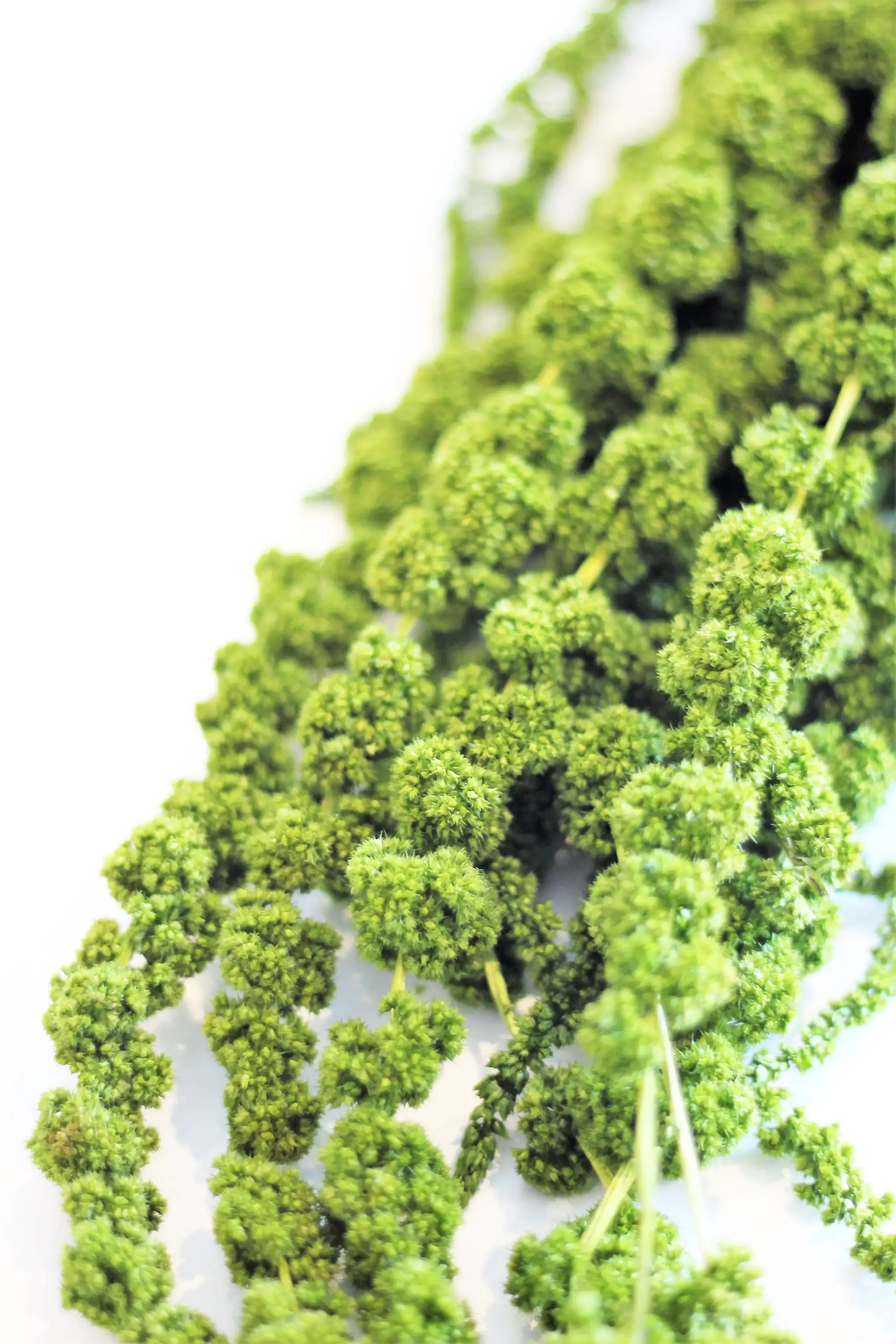 Preserved Amaranthus Caudatus - Moss Green Trailing Bunch, 70 cm, 150 grams - Image 2