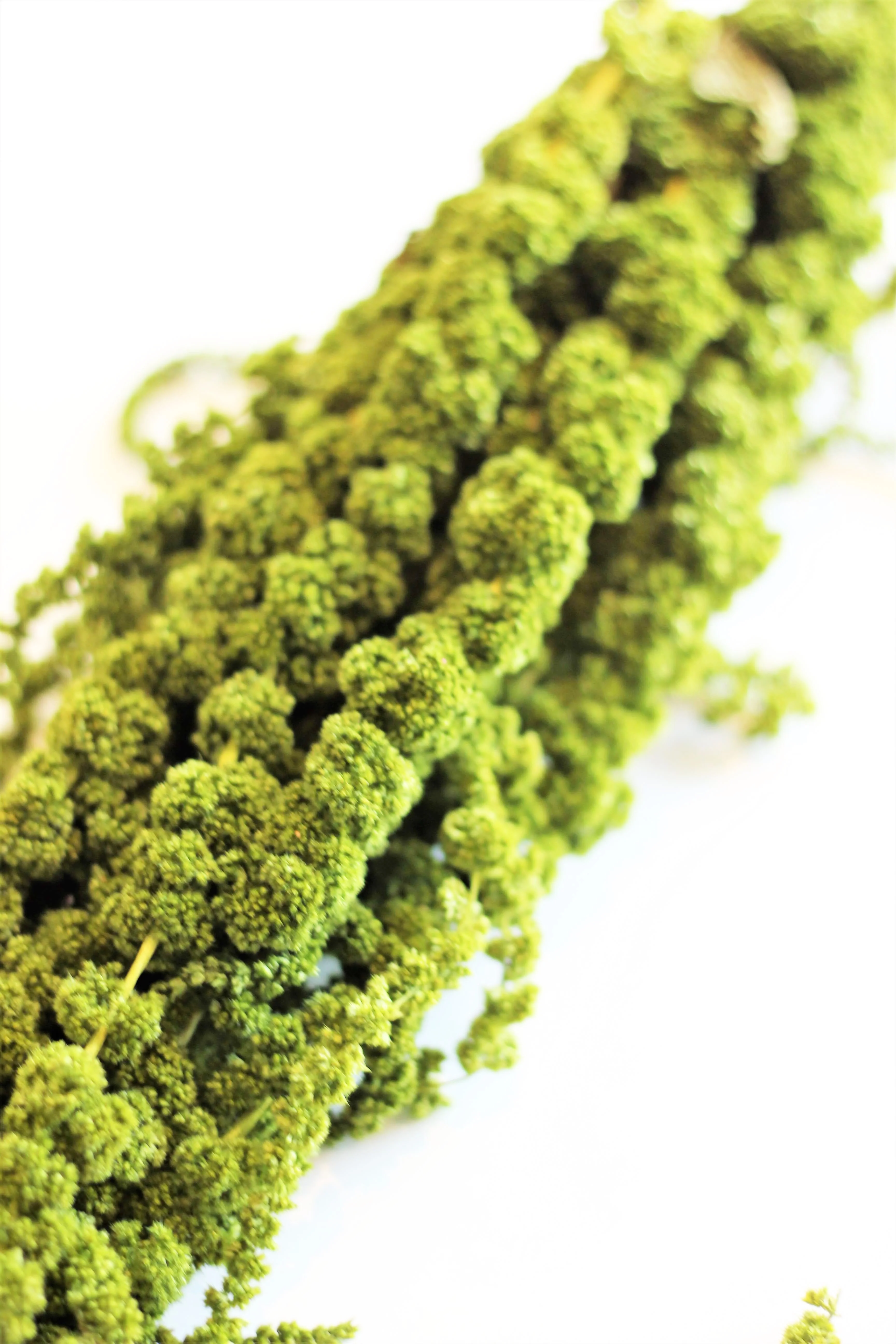 Preserved Amaranthus Caudatus - Moss Green Trailing Bunch, 70 cm, 150 grams - Image 3