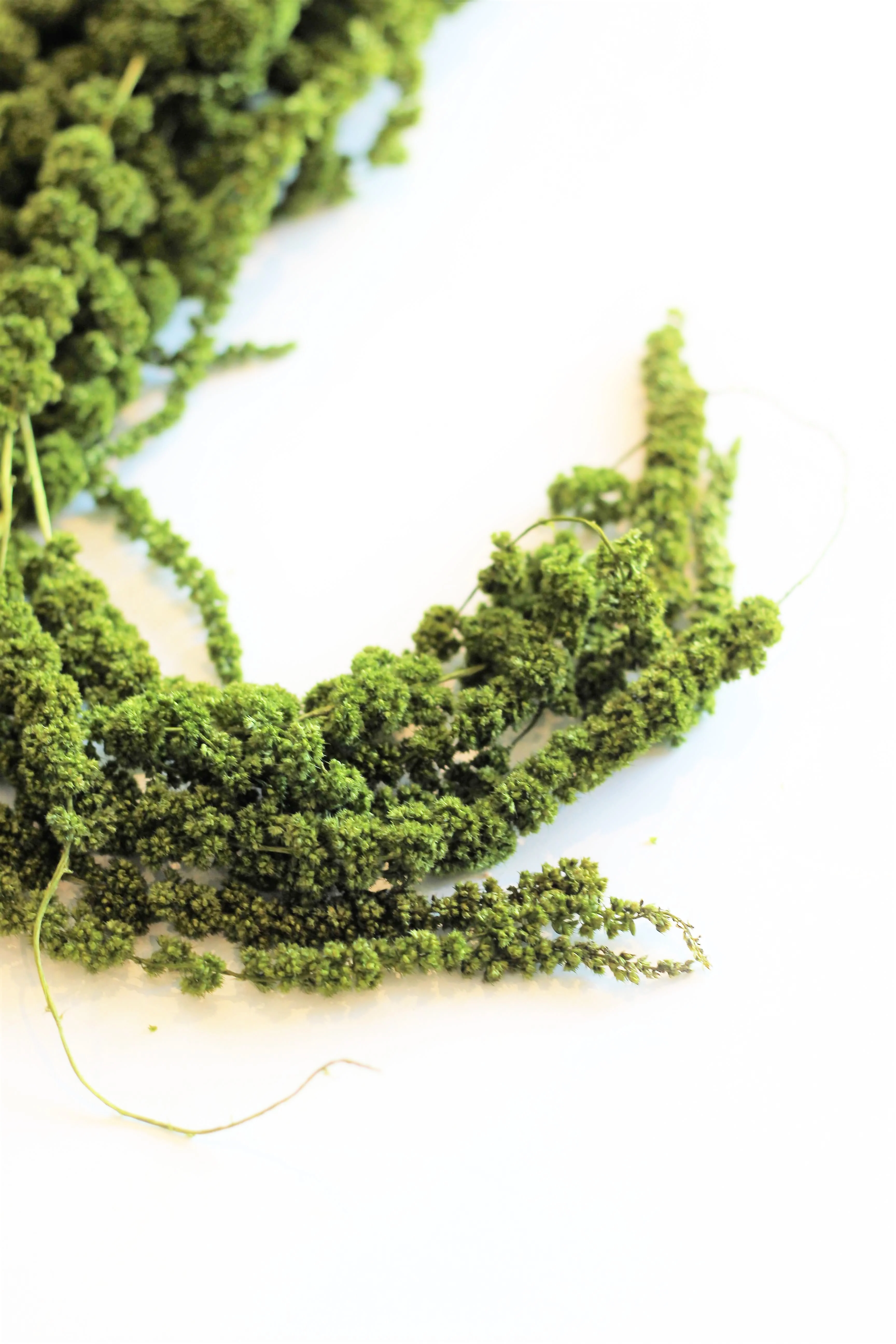 Preserved Amaranthus Caudatus - Moss Green Trailing Bunch, 70 cm, 150 grams - Image 4