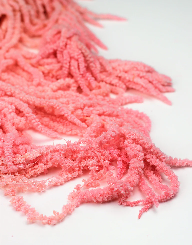 Preserved Amaranthus - Light Pink Bunch,150 grams, 70 cm - Image 3