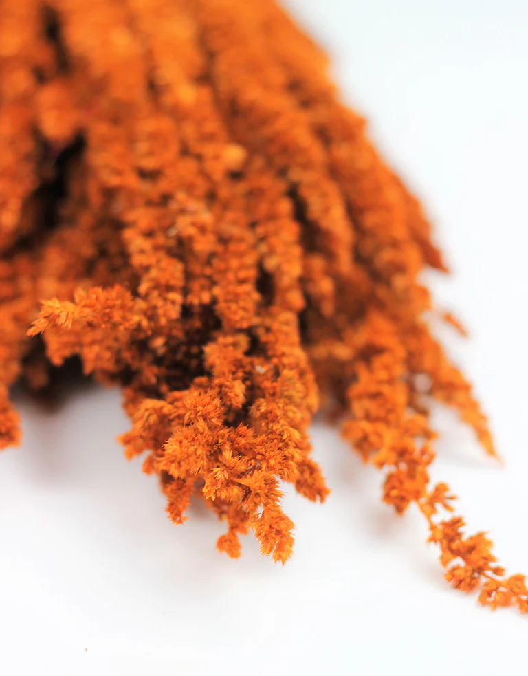 Preserved Amaranthus - Orange Bunch, 65 cm - Image 2
