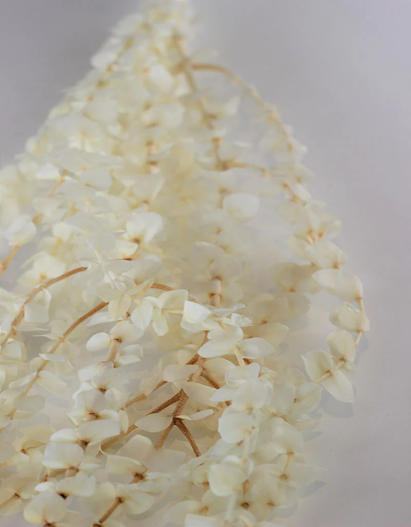 Preserved Baby Blue Eucalyptus - Bleached Bunch, 65 cm - Image 2