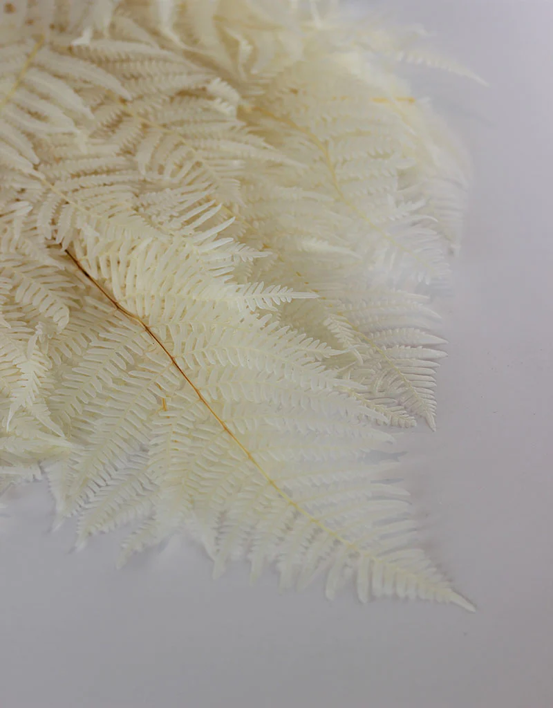 Preserved Bracken Fern - Bleached Bunch, 5 stems, 275 grams, 70 cm - Image 2