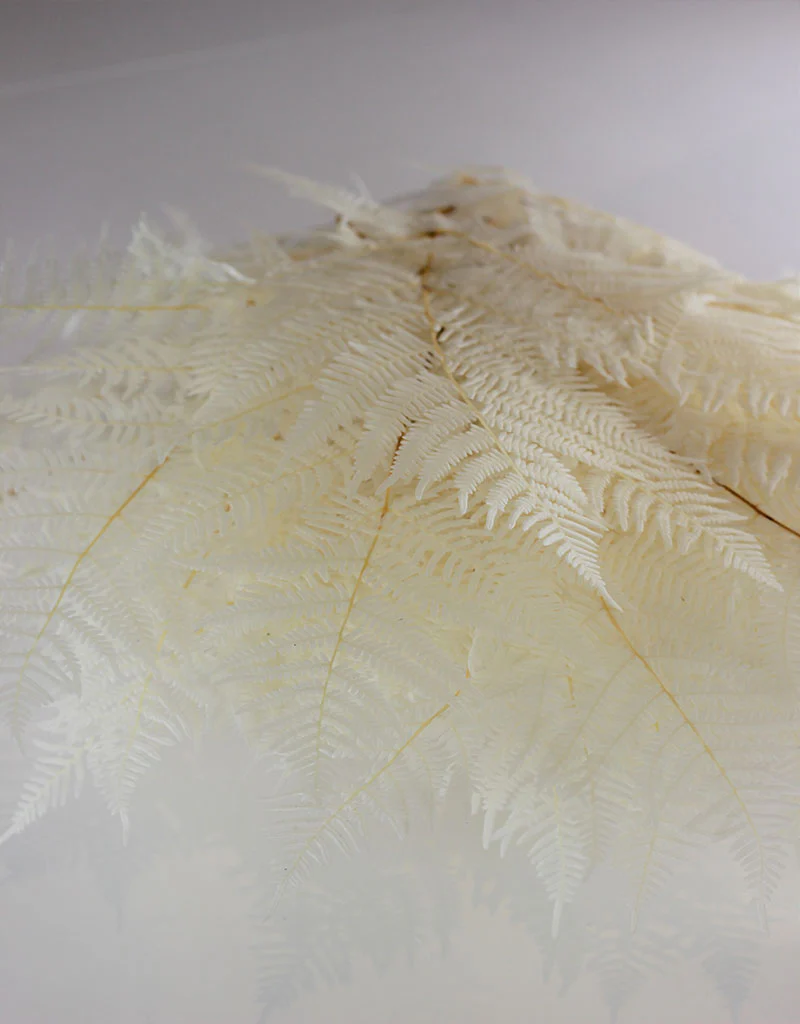 Preserved Bracken Fern - Bleached Bunch, 5 stems, 275 grams, 70 cm - Image 3