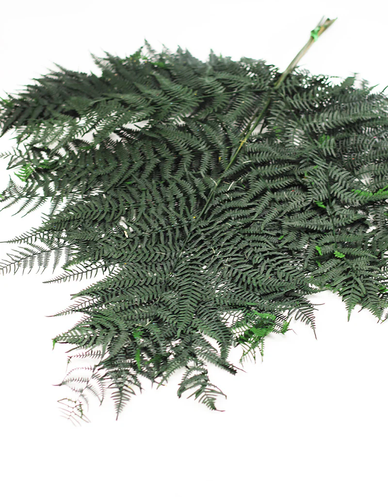 Preserved Bracken Fern - XL, Forest Green Bunch, 10 stems, 70 cm - Image 4