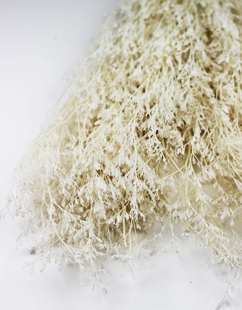 Preserved Caspia  - Bleached Bunch, 100 grams, 70 cm - Image 2