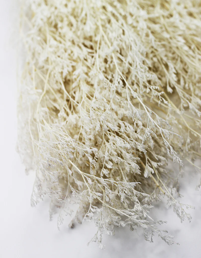 Preserved Caspia  - Bleached Bunch, 100 grams, 70 cm - Image 3
