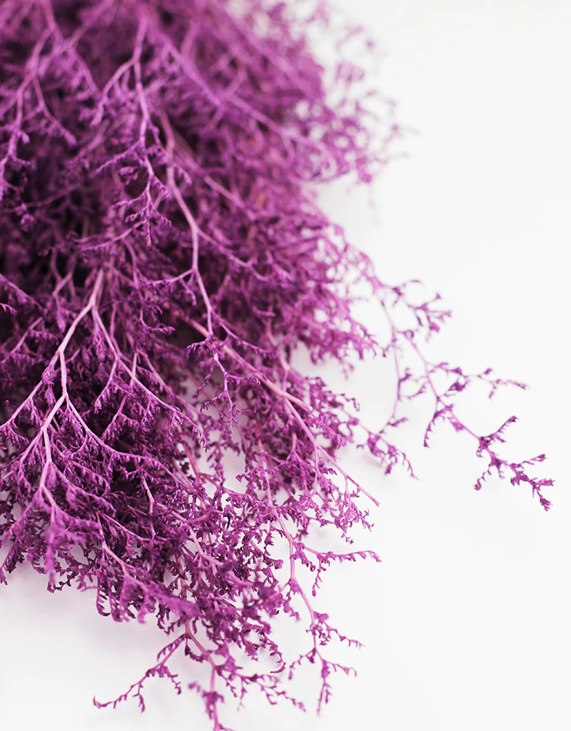 Preserved Caspia  - Lilac Bunch, 100 grams, 70 cm - Image 3
