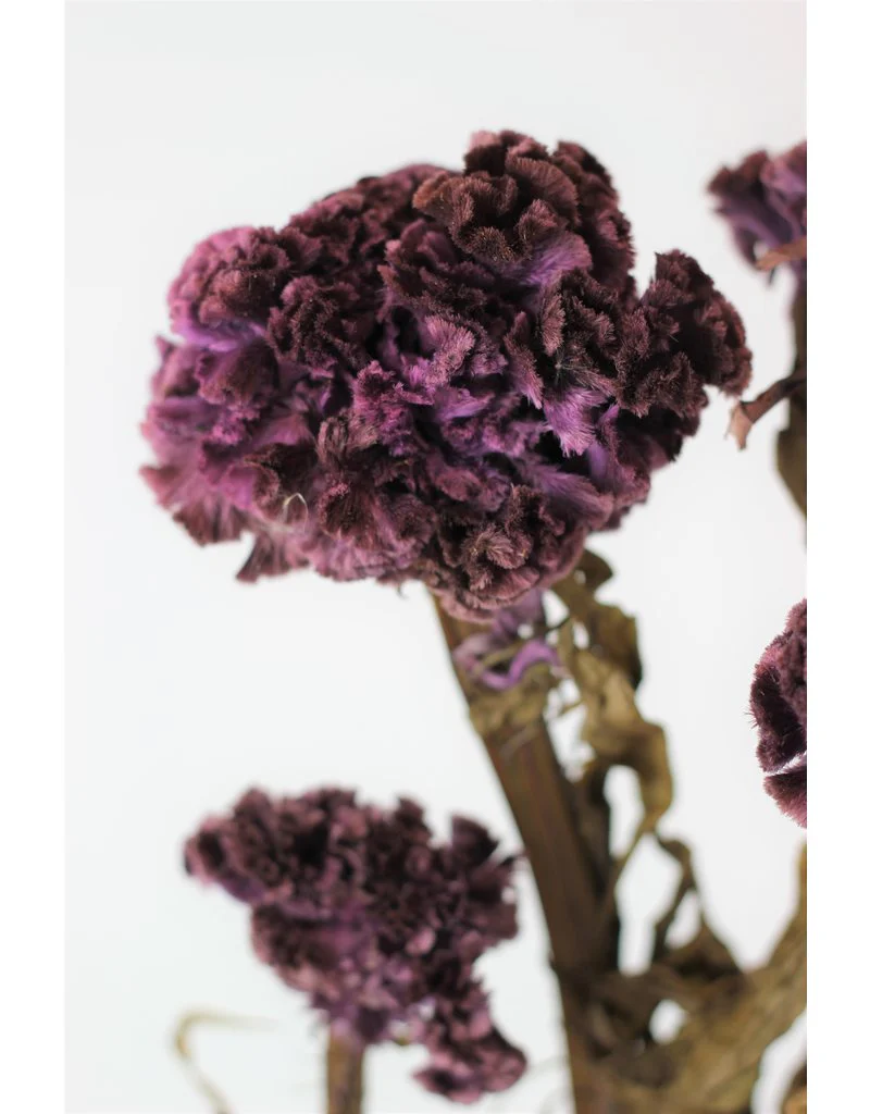 Preserved Celosia - Purple Bunch, 60 cm - Image 2