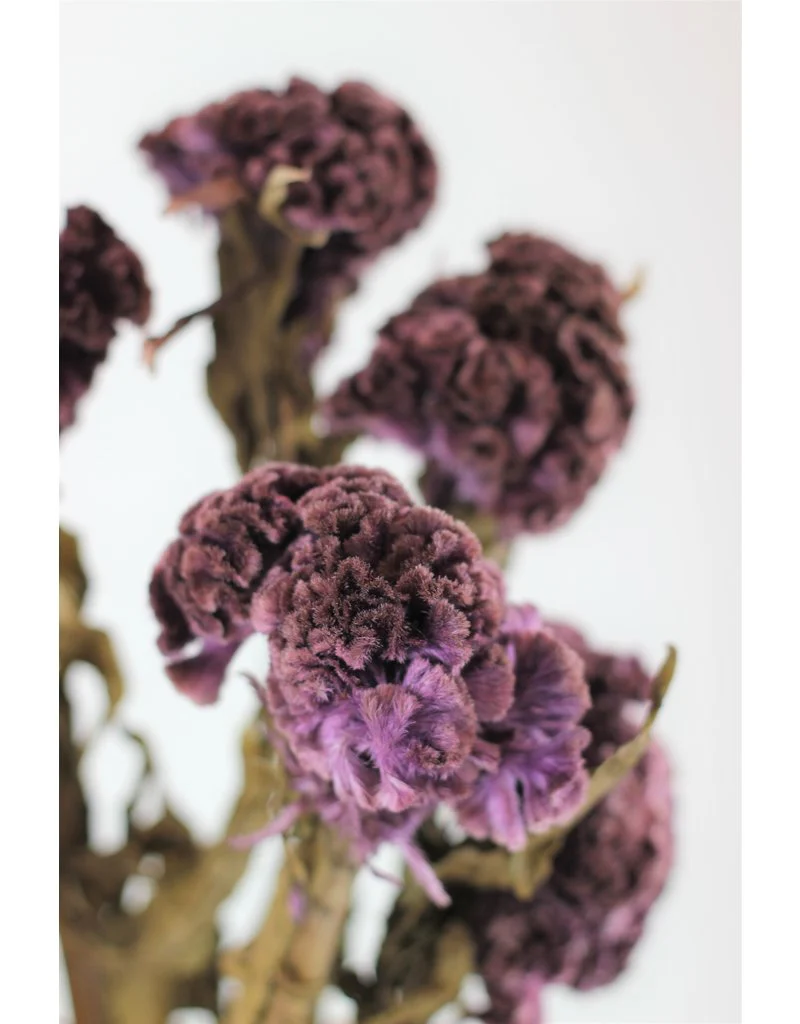 Preserved Celosia - Purple Bunch, 60 cm - Image 3