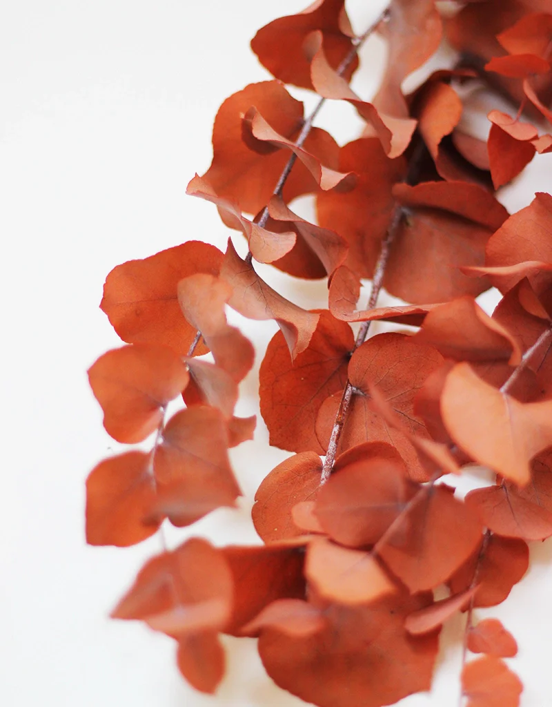 Preserved Stuartiana Eucalyptus bunch - Burnt Orange/ Terracotta, 70cm, 150g - Image 2